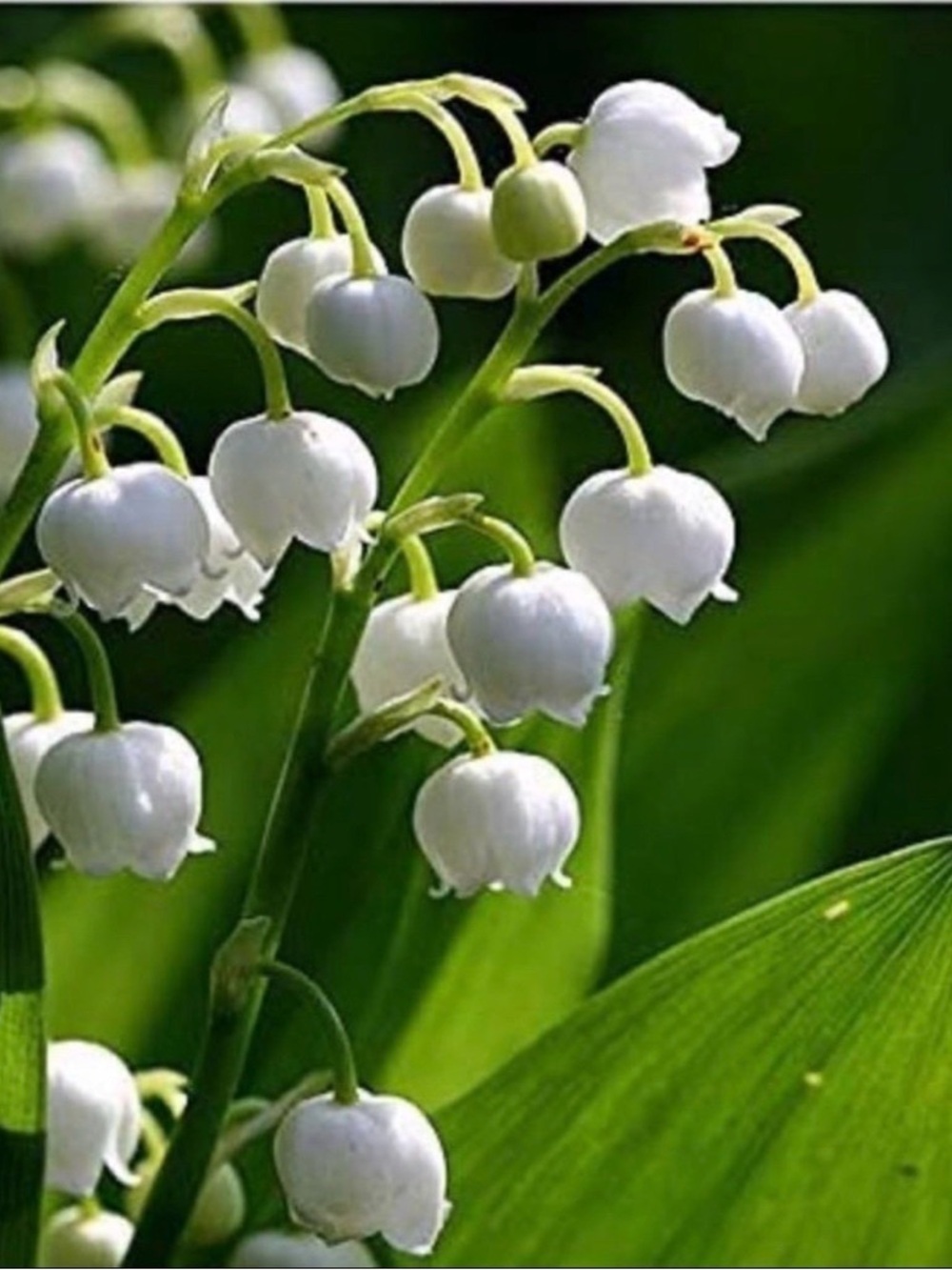 White Lily of the Valley 8 plants